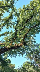 Quercus canariensis, photograph (c) frangp, some rights reserved (CC BY)
