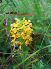 Platanthera cristata