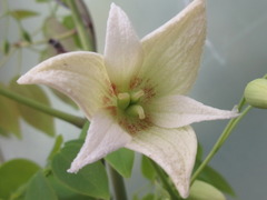 Stauntonia hexaphylla