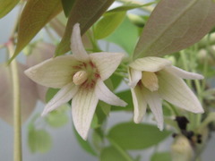 Stauntonia hexaphylla