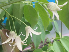 Stauntonia hexaphylla