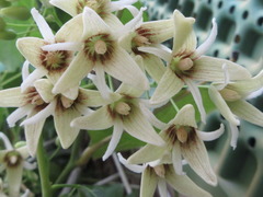 Stauntonia hexaphylla