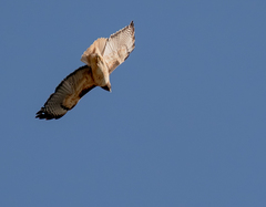 Buteo jamaicensis