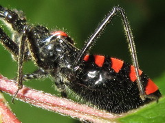 Rhynocoris leucospilus sibiricus