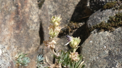 Linaria tristis, photograph (c) frangp, some rights reserved (CC BY)