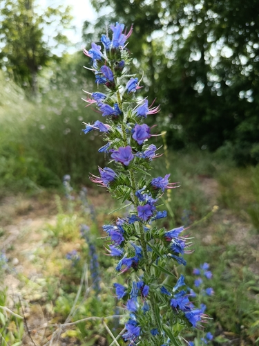 viper's-bugloss