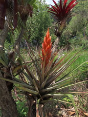 Tillandsia ponderosa