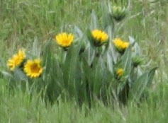 Wyethia angustifolia
