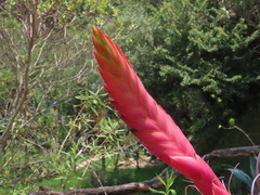 Tillandsia multicaulis