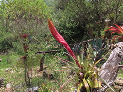 Tillandsia multicaulis