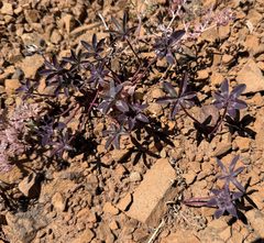 Trifolium macrocephalum, photograph (c) James H. Thomas, some rights reserved (CC BY)