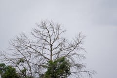 Buteo jamaicensis
