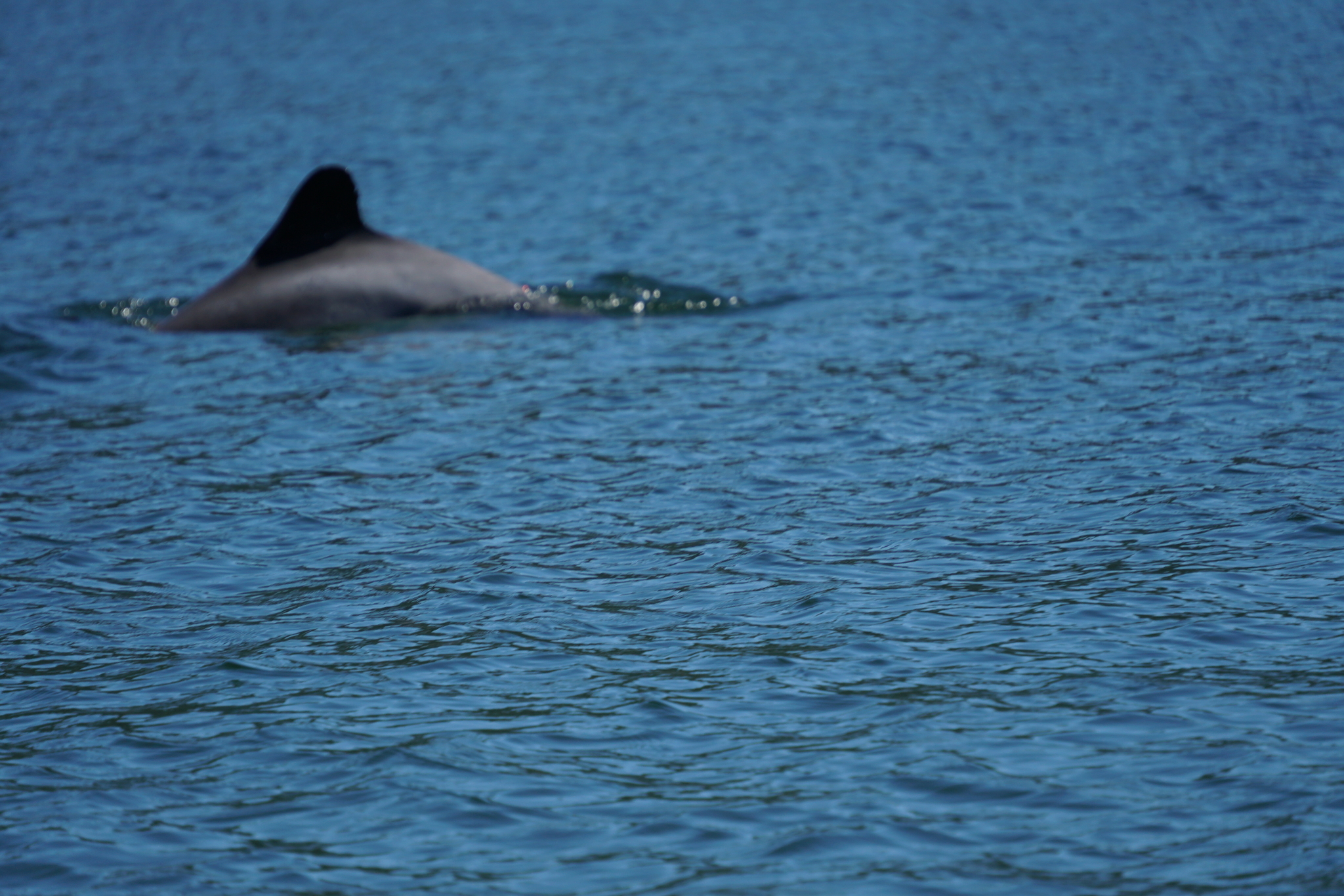 Cephalorhynchus eutropia