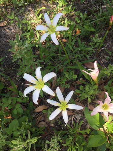 Zephyranthes atamasco image