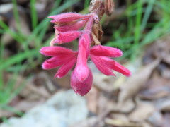 Salvia wagneriana