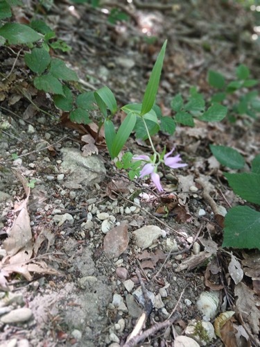 Red Helleborine
