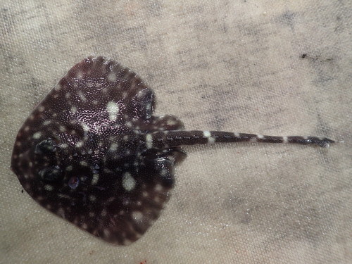 Murrays rog (Bathyraja murrayi) — Arhynchobatidae — 4