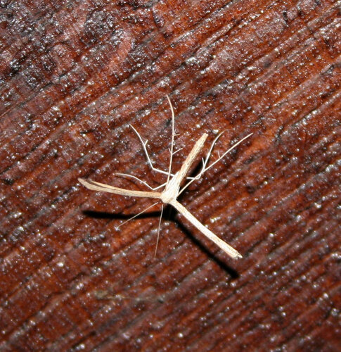 Morning-glory Plume Moth