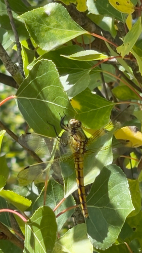 Black-tailed Skimmer