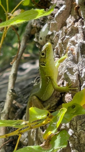 Western Green Lizard