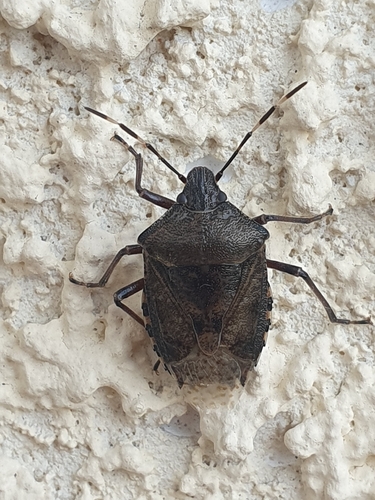 Mottled Stink Bug
