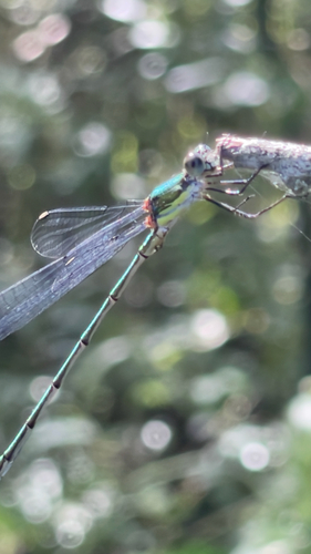 Western Willow Spreadwing