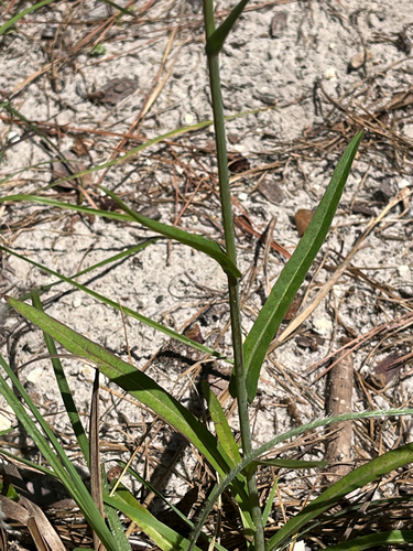 Lactuca graminifolia, photograph 6