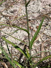 Lactuca graminifolia, photograph (c) Dmitry Podobreev, some rights reserved (CC BY)