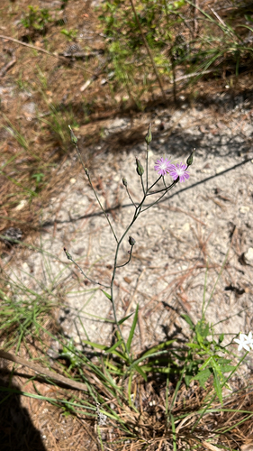 Lactuca graminifolia, photograph 4
