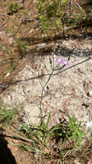 Lactuca graminifolia, photograph (c) Dmitry Podobreev, some rights reserved (CC BY)