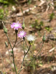 Lactuca graminifolia, photograph (c) Dmitry Podobreev, some rights reserved (CC BY)