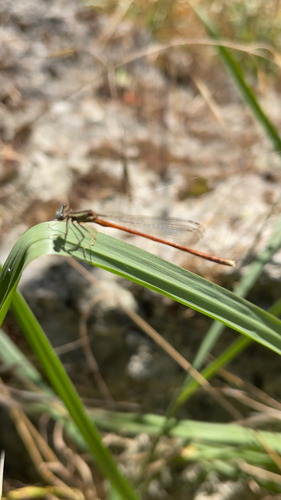 Orange Featherleg