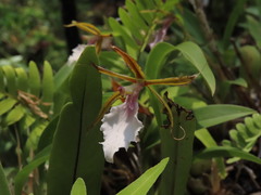 Rhynchostele stellata