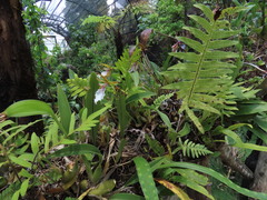 Rhynchostele stellata