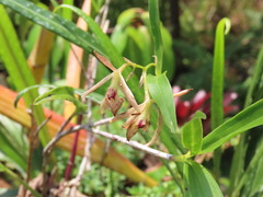 Epidendrum propinquum