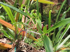 Epidendrum propinquum