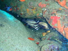 Eques punctatus