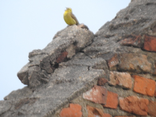 Yellowhammer