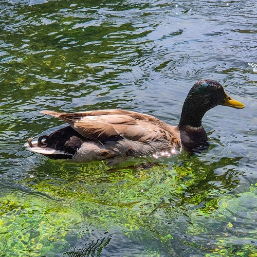 Mallard