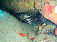 Eques punctatus