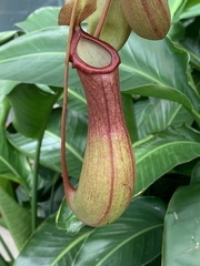 Nepenthes alata × ventricosa