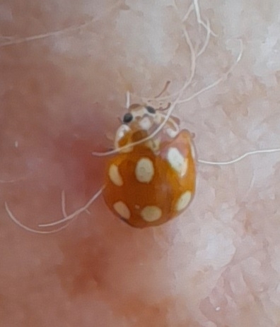 Little Arboreal Lady Beetle