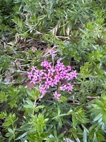 Phuopsis stylosa