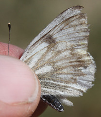 Pontia sisymbrii