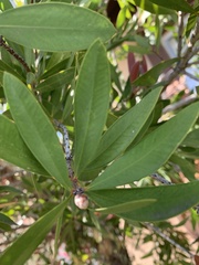 Melaleuca viminalis