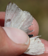 Pontia sisymbrii
