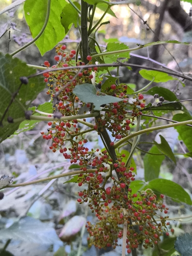 Urera aurantiaca, photograph 2