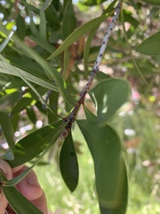Melaleuca viminalis