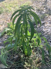 Monarda citriodora