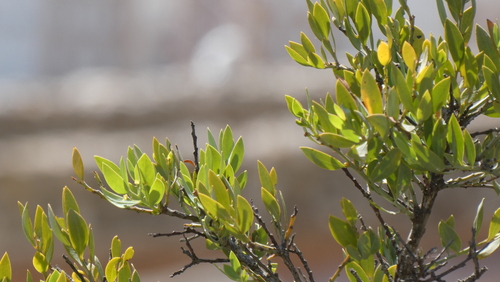 Osyris lanceolata